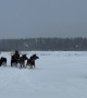Moose Calves Follow Their Human Leader