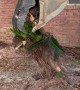 Excavator Getting To The Roots Of A Sago Palm