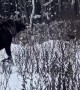 Guy Riding a Moose