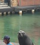 Cheeky Seagull Steals the Show and the Fish From the Sea Lion