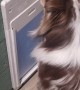 Genius Australian Shepherd Cracks Keypad Code to Let Himself Out