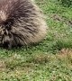 Porcupine Chilling in Spokane Neighborhood