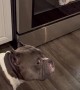 Dog Steals Kitchen Towel