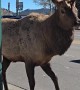 Holy Shampoo an Elk in Estes Park