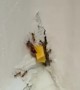 Ants Attempt to Push Cheese Piece Through Wall Hole