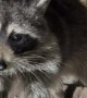 Raccoon's Finger Licking Good Pudding Cup