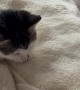 Cat Realizes She Was Grooming the Couch Instead of Herself