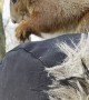 Territorial Squirrel Barks From Man's Head