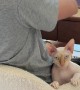 Sphynx Cat Sits Backwards on Chair