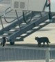 Cat Confidently Strolls Through Restricted Airport Apron