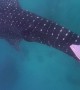 Gentle Giant Whale Shark