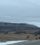 Herd of Elk Cross the Road in Alberta