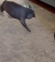 Huey’s Bucking Zoomies