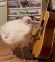 Turkey Frida Loves Playing Guitar