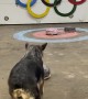 Pepper the Dog Curling
