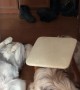 Dog Gets Stuck In Chair