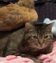 Chicken Perches On Unbothered Cat In Bed
