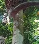 Large Snake Climbing a Tree