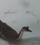 Goose Swimming In Snow