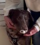 Dog Steals Baby's Pacifier