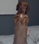 Long Dog Begs For Bedtime
