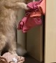 Cat Nonchalantly Empties Closet