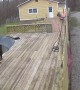 Rottweiler Has Near Miss With Trampoline During Windstorm