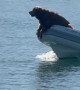 Happy Golden Retriever on a Boat