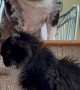 Cat Blocks Dog From Going Downstairs