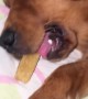 Golden Retriever Asleep With Treat in Mouth