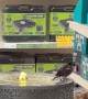 Bird Gives Bird Bath a Test Run at the Store