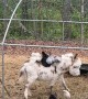 Donkey Gives Her Chicken Pals a Ride