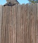 Cat Scales Fence to Sneak Up on Bird