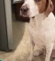 Dog Asks for Treat With Talking Button