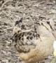 American Woodcock Escapes Aggressive Rat