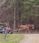 Mule-drawn golf cart in Appalachia