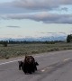 Mama Bear and Cubs Walking on Road in Grand Teton National Park