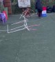 Dog Crashes Through Agility Course