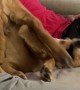 Golden Retriever Sparring With His Own Leg