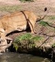 Lioness Saves Her Cub While Fending Off Belligerent Male