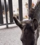 Demanding Donkey Opens Door In Search of Snacks