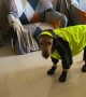 Golden Gets Suited For Rainy Walk