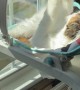 Cat Plays In Sunny Baby Rocker