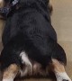 Splooting Corgi's Intermittent Tail Wag