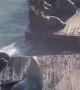 Massive Sea Lion Owns the Pier