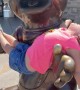Beaver Mascot Statue Cradles Young Fan
