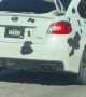 Cow Subaru