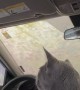 Cozy the Cat's First Car Wash
