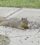 Cute Squirrel Splootin' 'n Eatin'