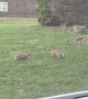 Funny Bunnies in the Backyard